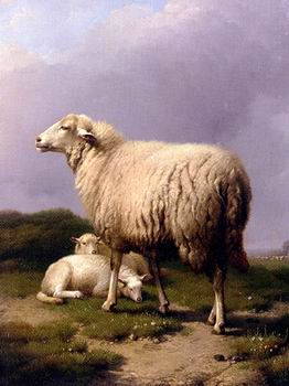 Sheep 142